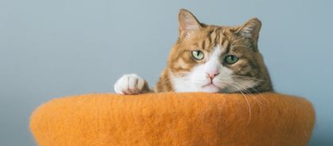 54 Orange Girl Cat Names