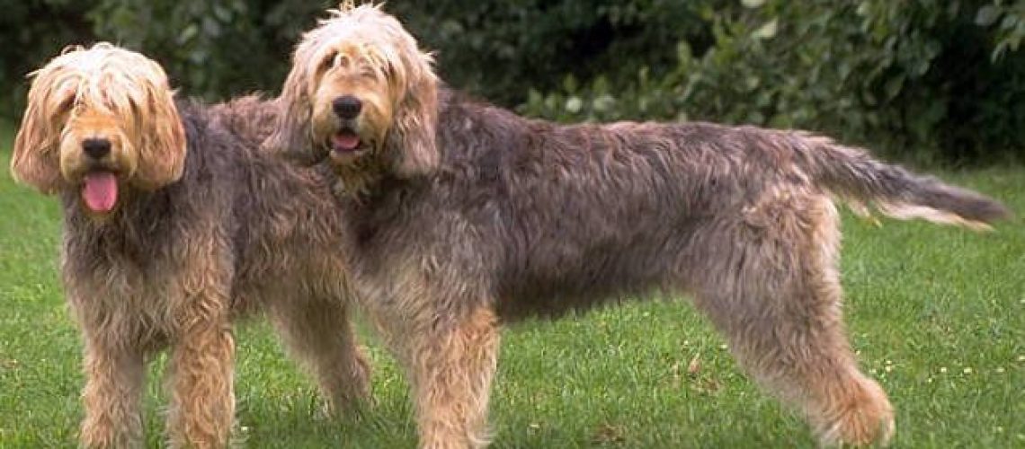 Otterhound: Dog Breed Characteristics & Care-WildCreaturey