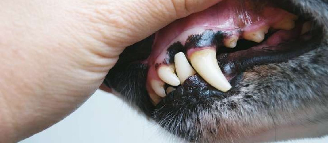 Pale Gums in Dogs-WildCreaturey