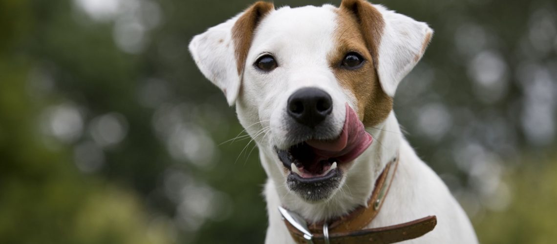 Parson Russell Terrier: Dog Breed Characteristics & Care-WildCreaturey