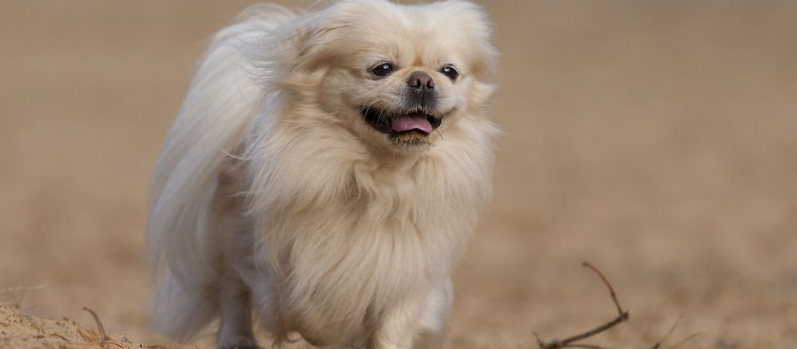 Pekingese (Peke): Dog Breed Characteristics & Care-WildCreaturey