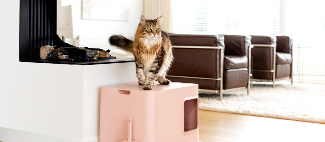 Perfect Spot! Where to Place Your Cat's Litter Box.....