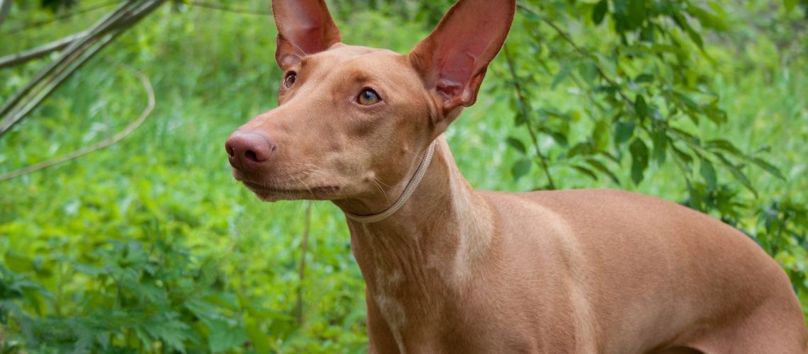 Pharaoh Hound: Dog Breed Characteristics & Care-WildCreaturey