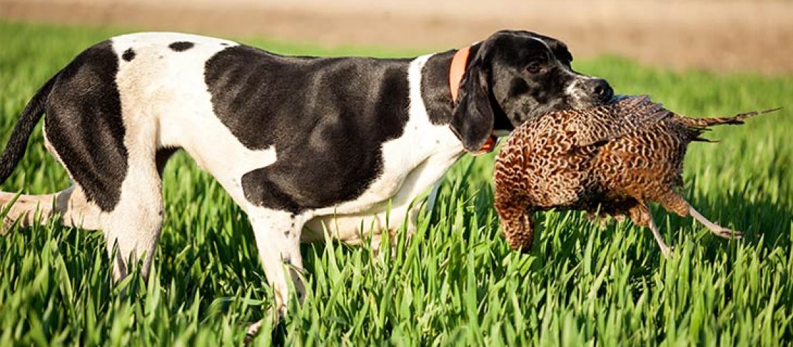 Pointer: Dog Breed Characteristics & Care-WildCreaturey