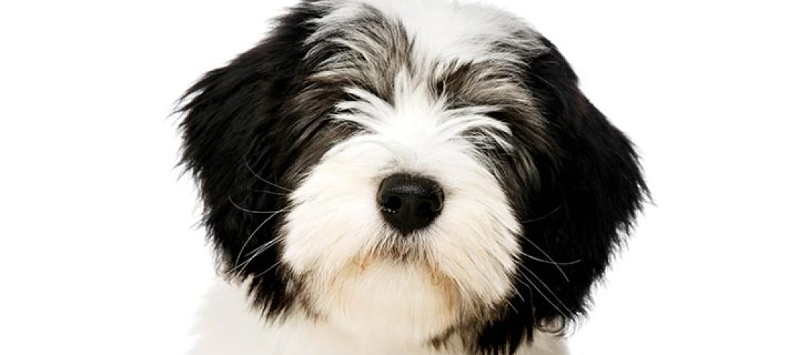 Polish Lowland Sheepdog (PON): Breed Characteristics & Care-WildCreaturey