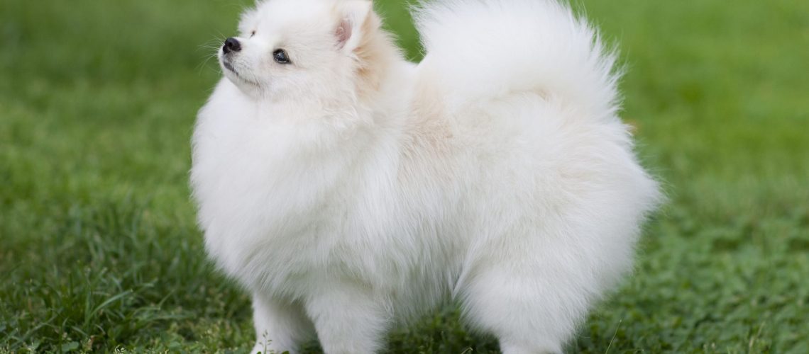 Pomeranian (Pom): Dog Breed Characteristics & Care-WildCreaturey