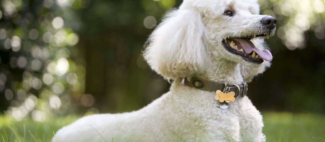 Poodle: Dog Breed Characteristics & Care-WildCreaturey