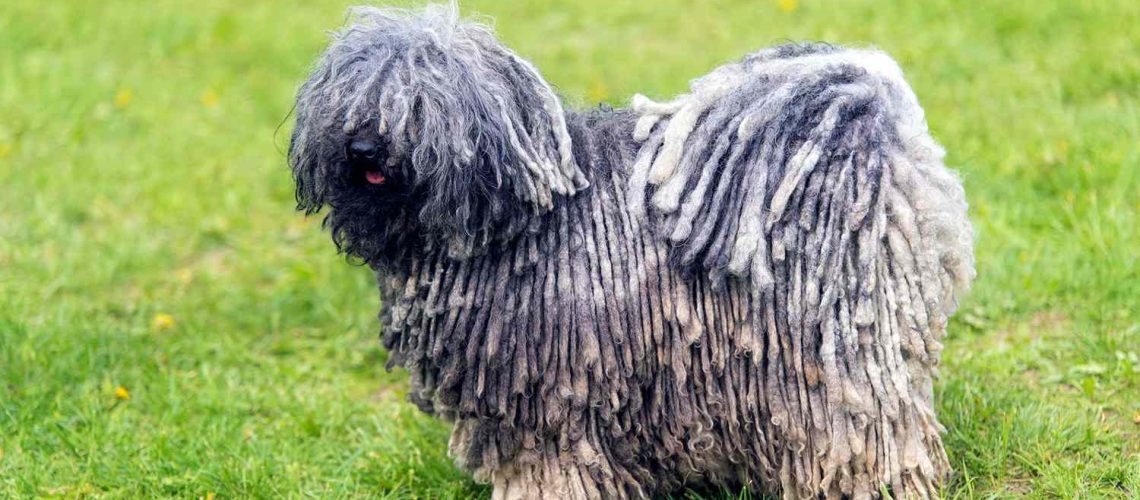 Puli: Dog Breed Characteristics & Care-WildCreaturey