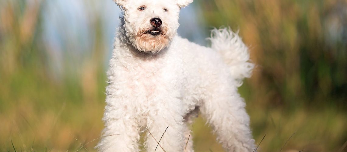 Pumi: Dog Breed Characteristics & Care-WildCreaturey