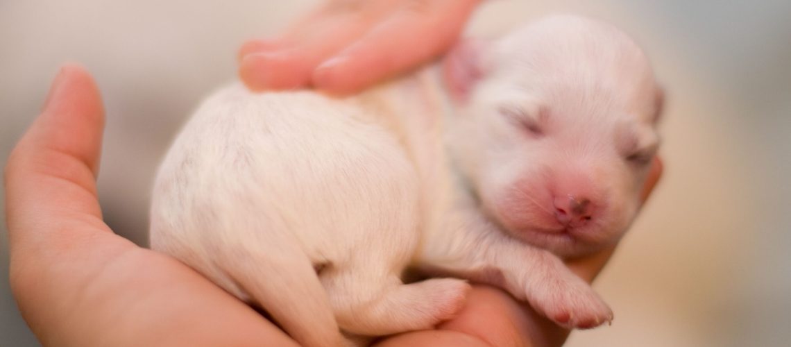 Puppy Development From Newborn to One Week Old-WildCreaturey