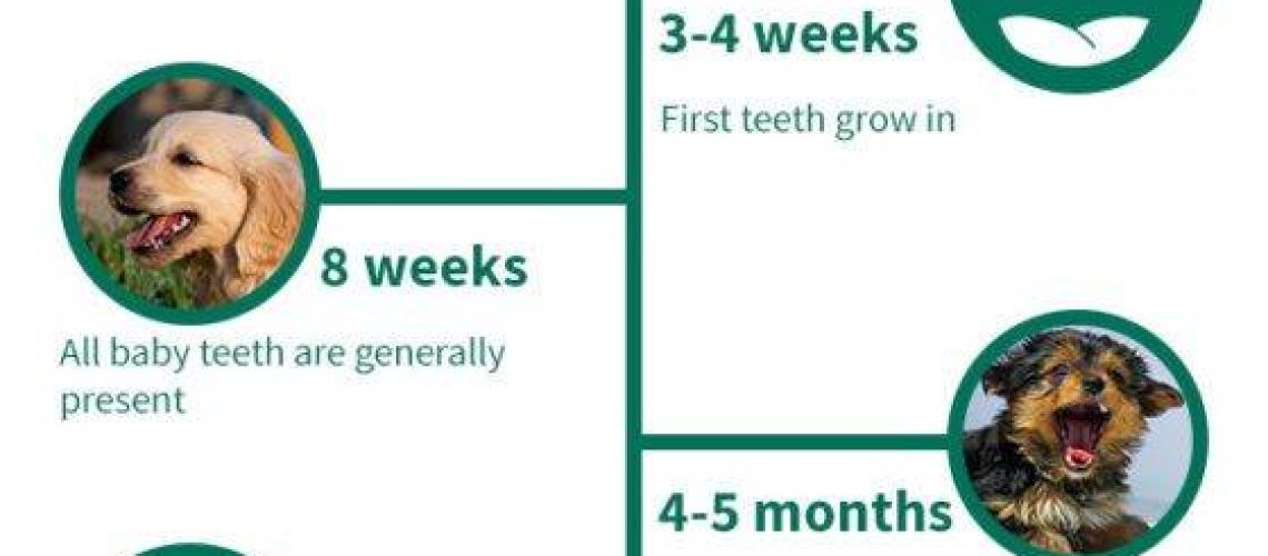 Puppy Teething Timeline: What to Expect-WildCreaturey