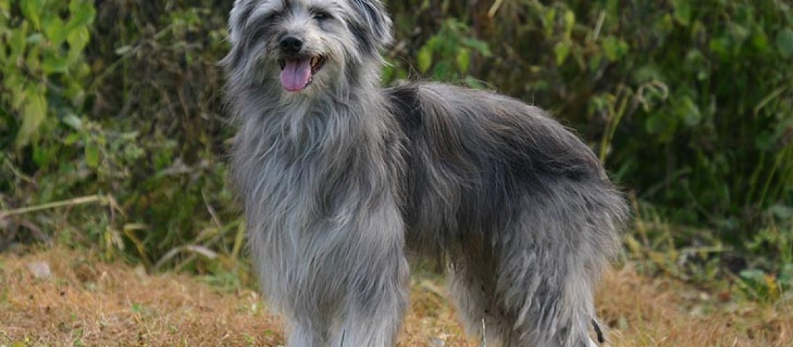 Pyrenean Shepherd (Pyr Shep): Dog Breed Characteristics & Care-WildCreaturey