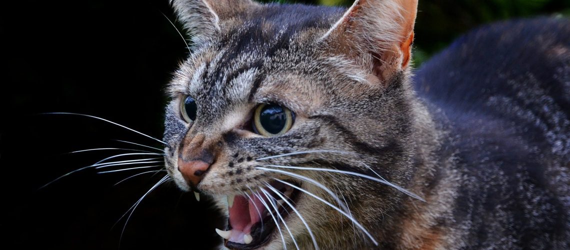 Rabies Alert: Recognizing the Signs in Cats