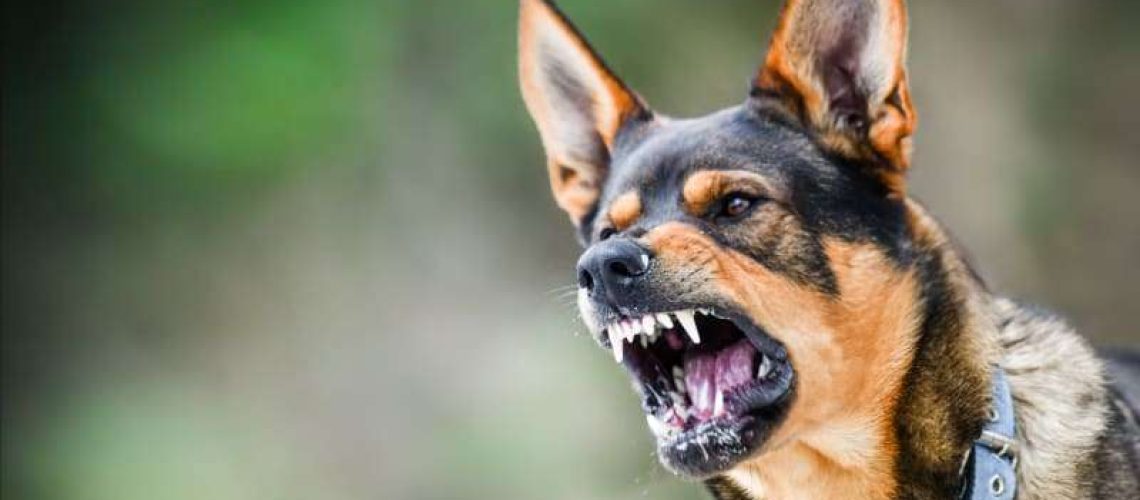 Rabies in Dogs-WildCreaturey