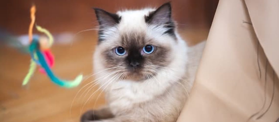 Cat Lover's Dream: Most Popular Cat Breeds Revealed