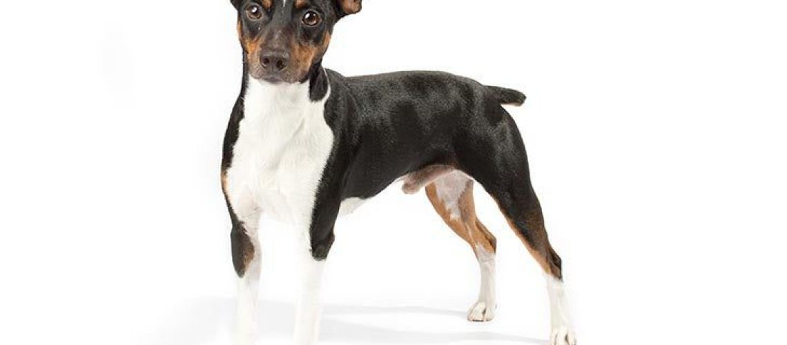 Rat Terrier: Dog Breed Characteristics & Care-WildCreaturey