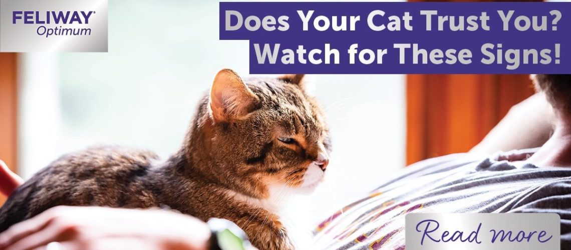 Reading the Signs: Is Your Cat Feeling Blue?