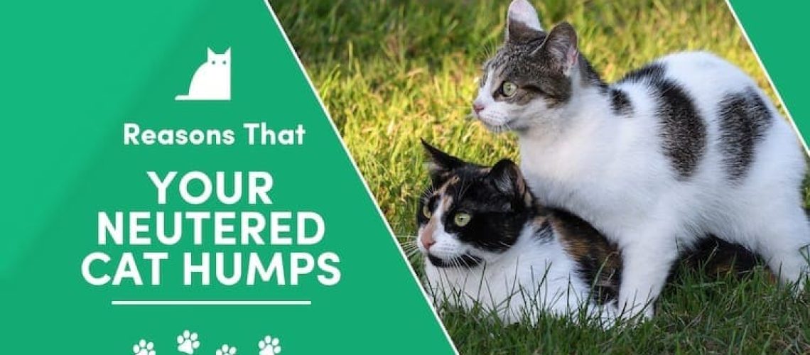 Mounting Mysteries: Why Neutered Cats Still Hump