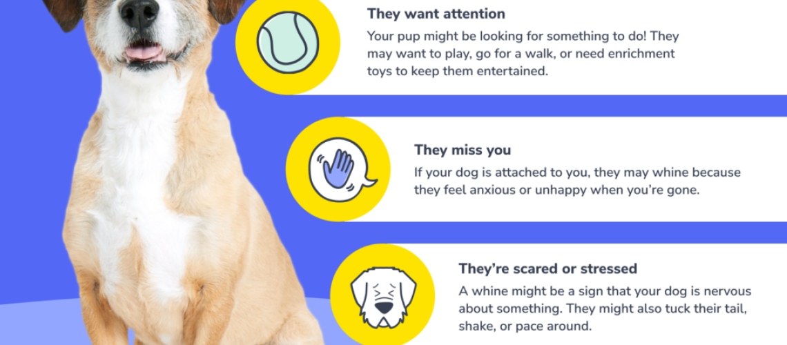 Reasons Why Your Dog Whines and How to Stop It-WildCreaturey