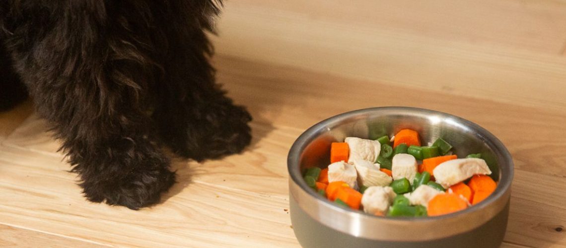 Reasons Why Your Puppy Won't Eat and How to Stop It-WildCreaturey