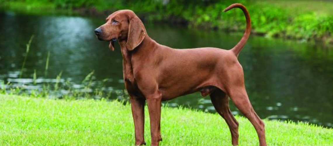 Redbone Coonhound: Dog Breed Characteristics & Care-WildCreaturey