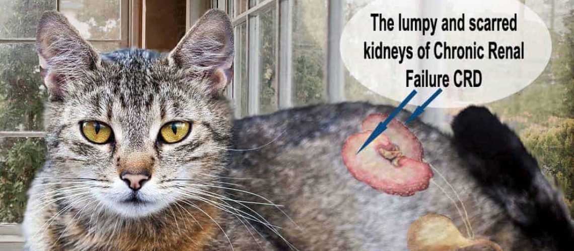 Renal Amyloidosis: A Cat's Silent Struggle