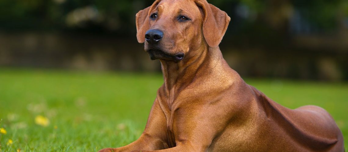 Rhodesian Ridgeback: Dog Breed Characteristics & Care-WildCreaturey