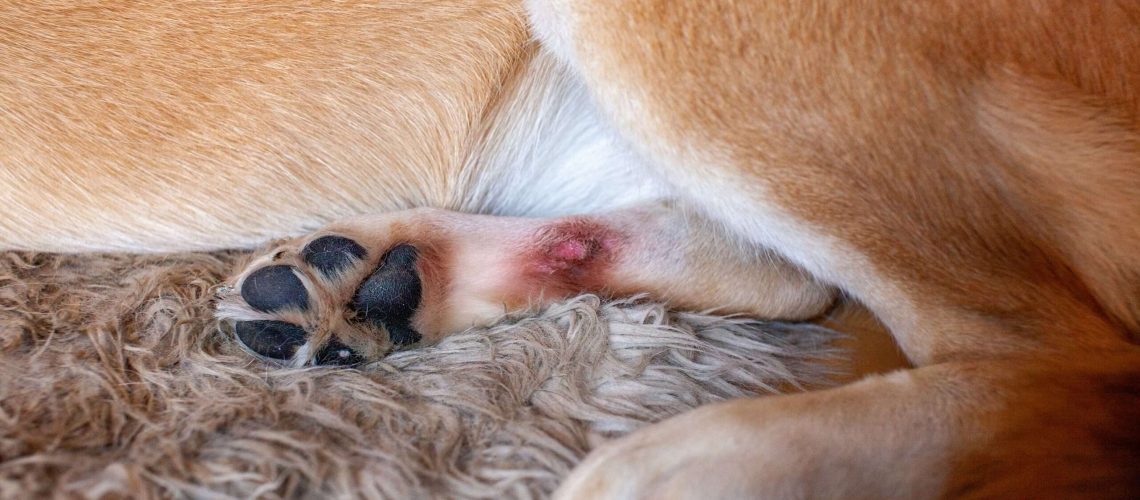 Ringworm in Dogs-WildCreaturey