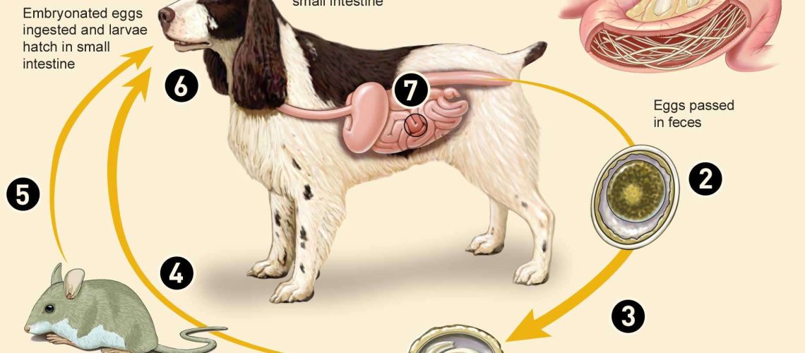 Roundworms in Puppies and Dogs-WildCreaturey