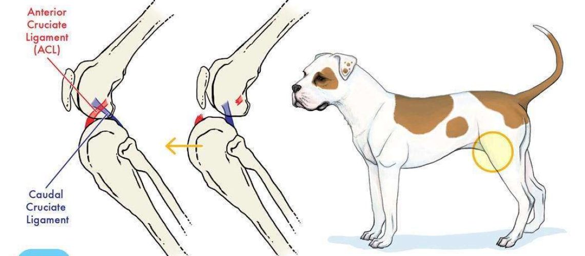 Ruptured Cruciate Ligament in Dogs-WildCreaturey