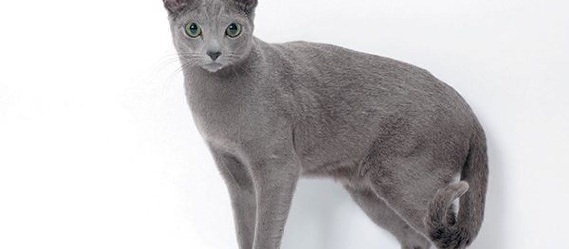 Russian Blue Cats: Elegance and Shyness Combined