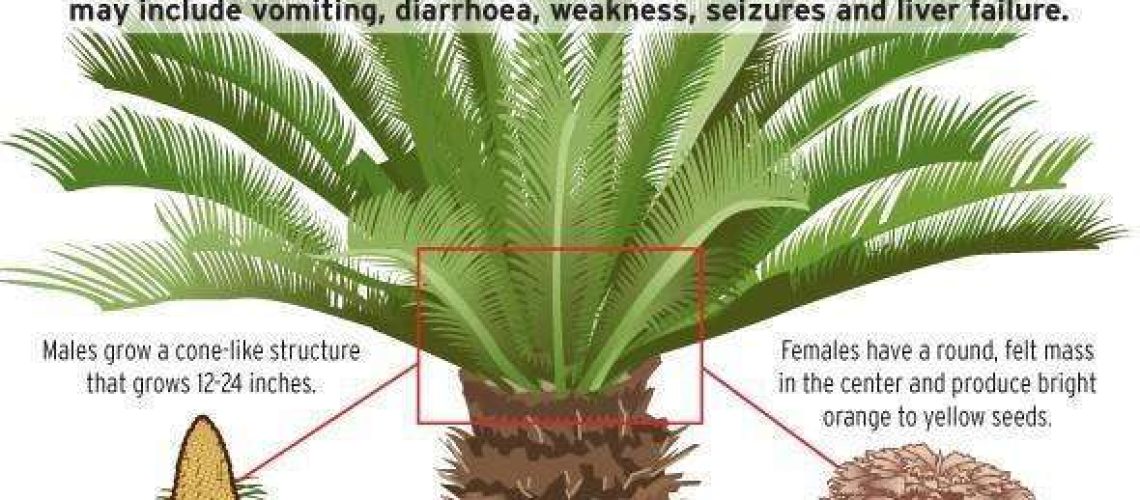 Sago Palm Toxicity in Dogs-WildCreaturey