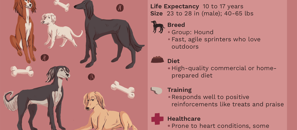 Saluki: Dog Breed Characteristics & Care-WildCreaturey