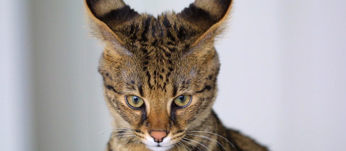 Listen Up: Best Cats Known for Their Big Ears