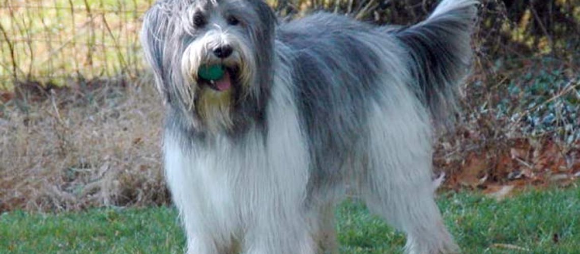 Schapendoes (Dutch Sheepdog): Dog Breed Characteristics & Care-WildCreaturey