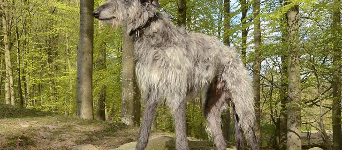 Scottish Deerhound: Dog Breed Characteristics & Care-WildCreaturey