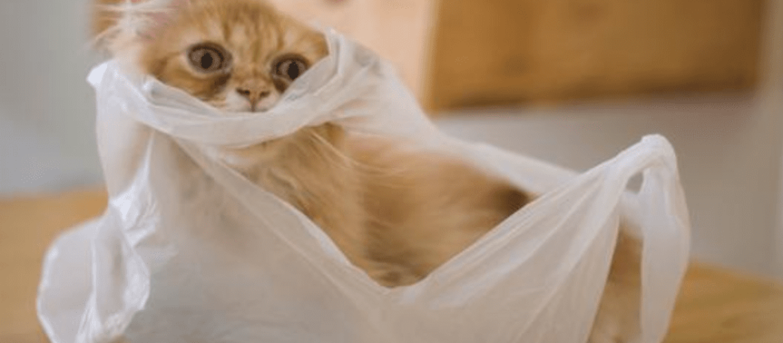 Plastic Purr-suits: Why Cats are Obsessed with Plastic