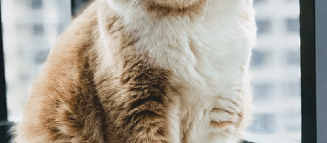 What Breed If Cat Is Grumpy Cat-WildCreaturey