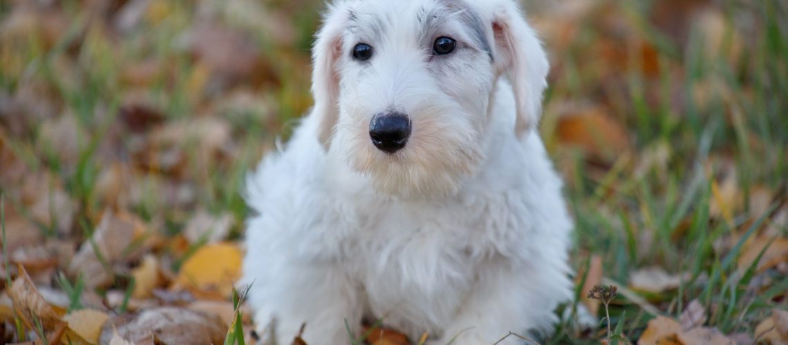 Sealyham Terrier (Sealy): Dog Breed Characteristics & Care-WildCreaturey