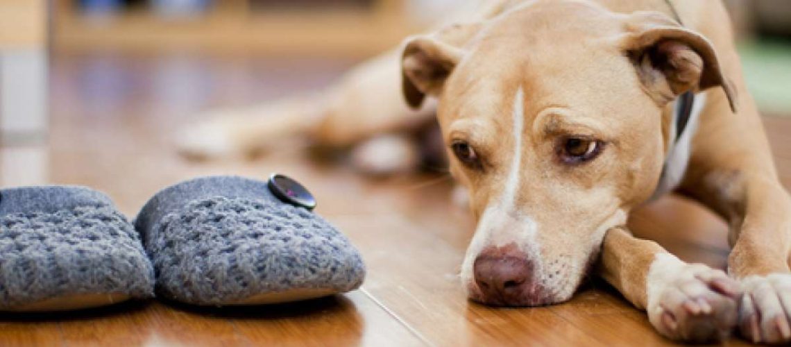 Separation Anxiety in Dogs-WildCreaturey