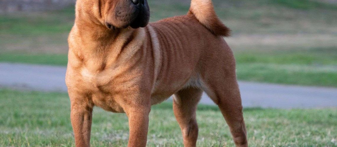 Shar-Pei: Dog Breed Characteristics & Care-WildCreaturey