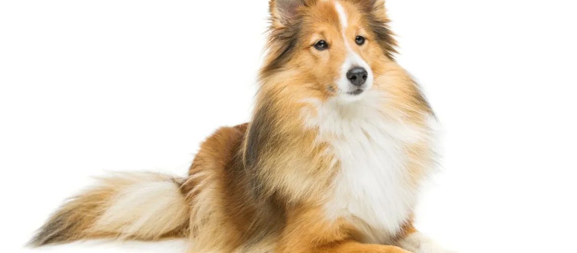 Shetland Sheepdog (Sheltie): Dog Breed Characteristics & Care-WildCreaturey