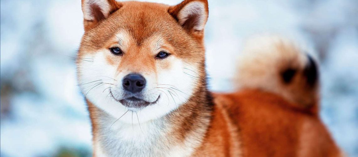 Shiba Inu: Dog Breed Characteristics & Care-WildCreaturey