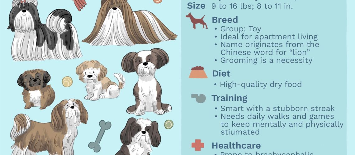 Shih Tzu: Dog Breed Characteristics & Care-WildCreaturey