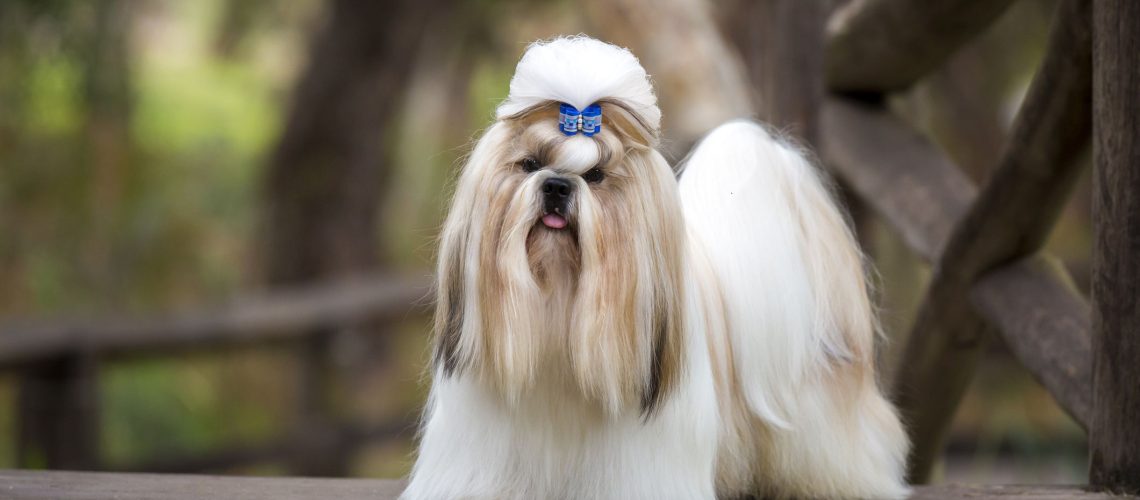 Shih Tzu Names-WildCreaturey