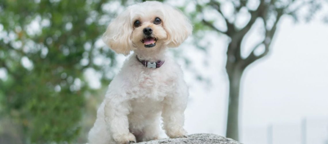 Shih Tzuâ€“Poodle Mix - Full Profile