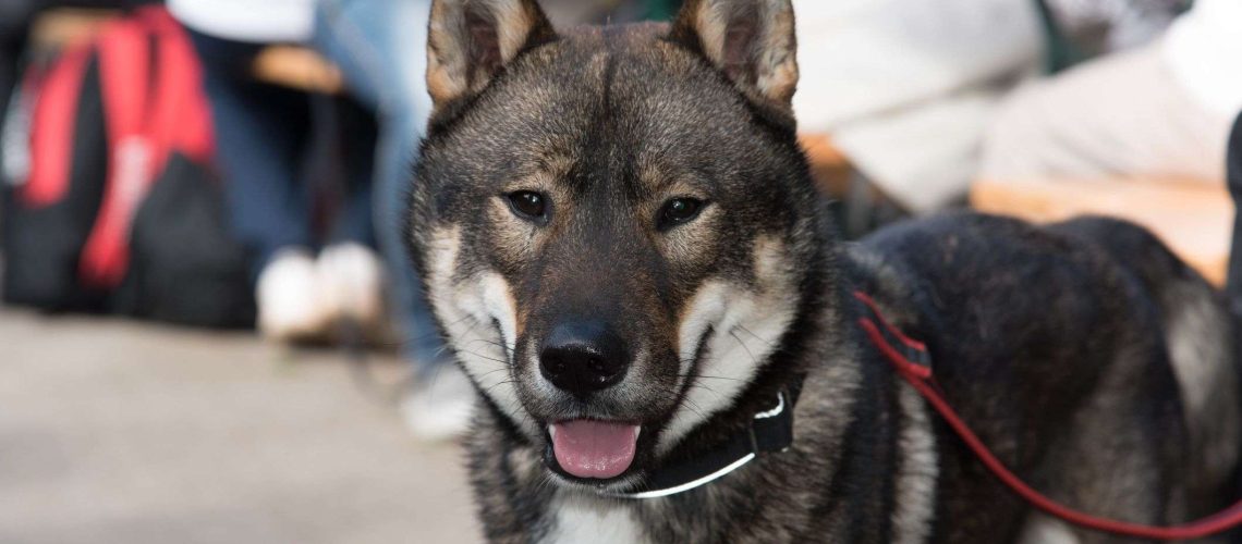 Shikoku: Dog Breed Characteristics & Care-WildCreaturey