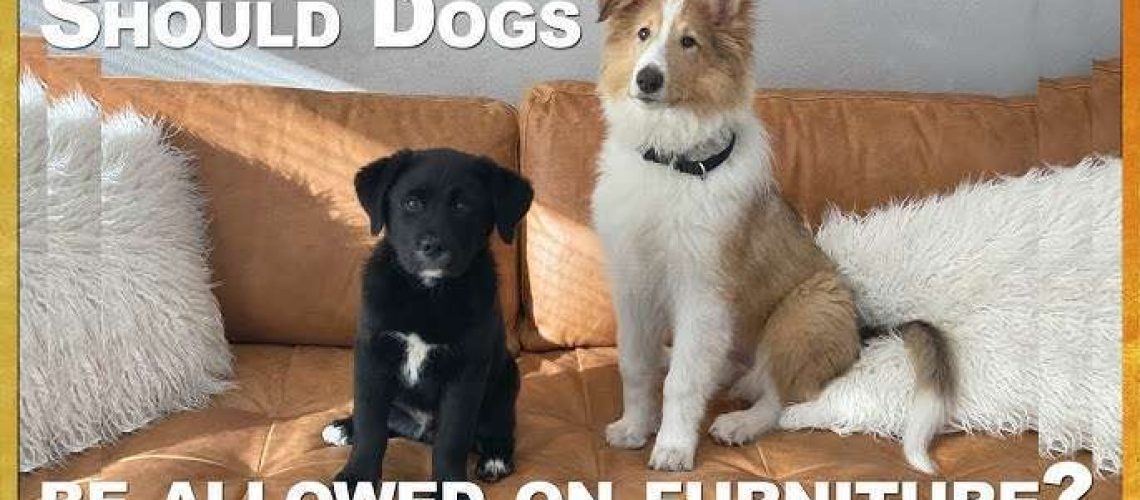 Should Dogs Be Allowed On Furniture? - WildCreaturey