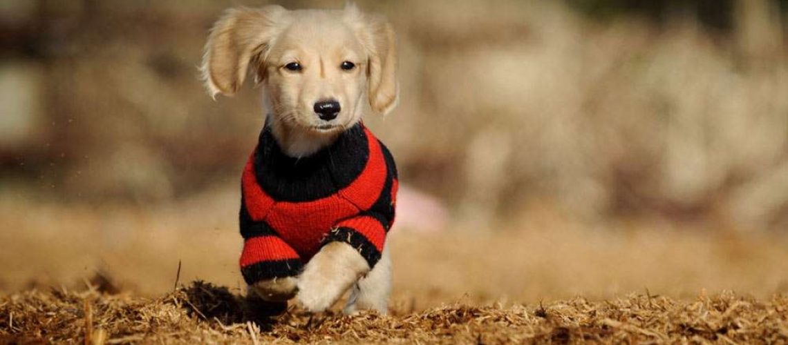 Should You Put a Sweater on Your Dog in Cold Weather?-WildCreaturey