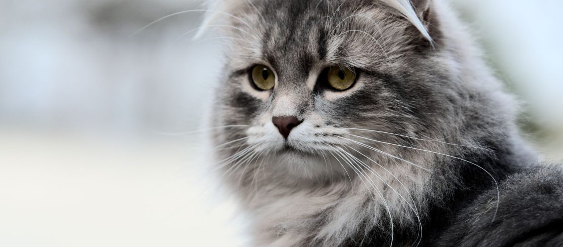 Exotic Elegance: Dive into Best Russian Cat Breeds